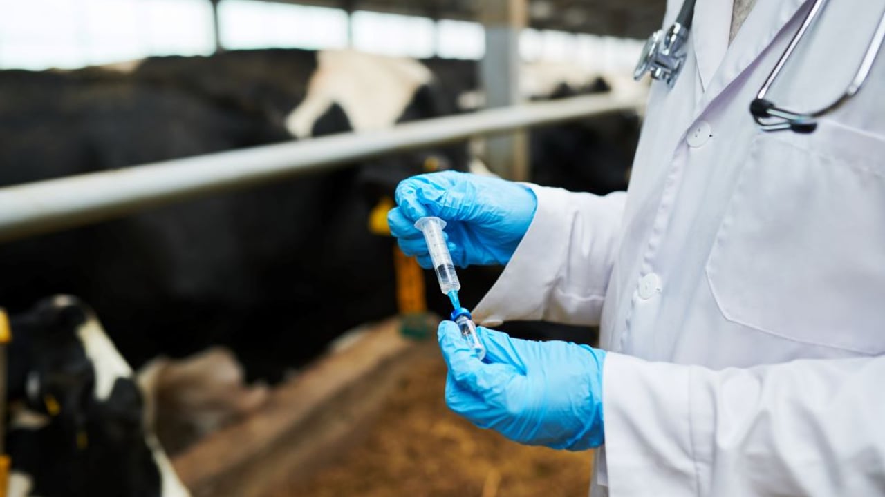 Farm orgs call for new vet medicine law to be 'reviewed'