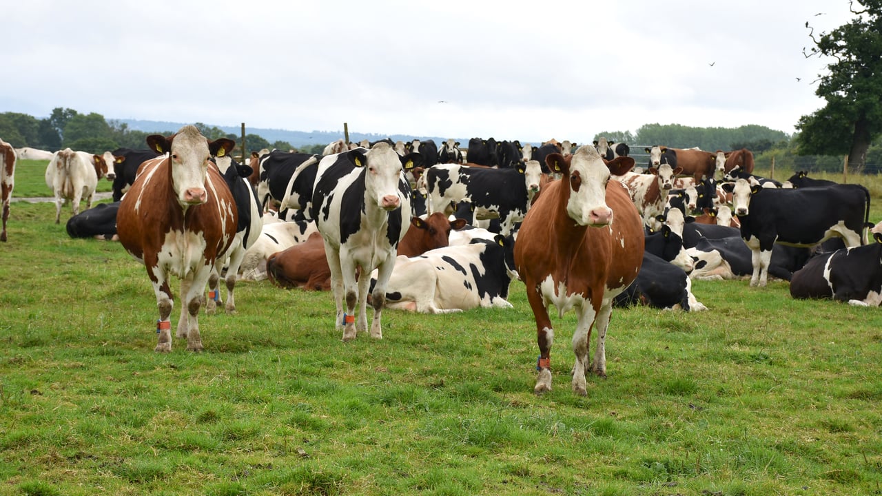 Dairy Focus: Better fertility and milk quality from crossbred herds