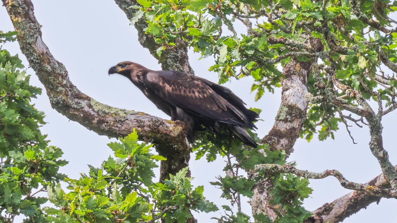 White-tailed eagle chicks released in Killarney National Park