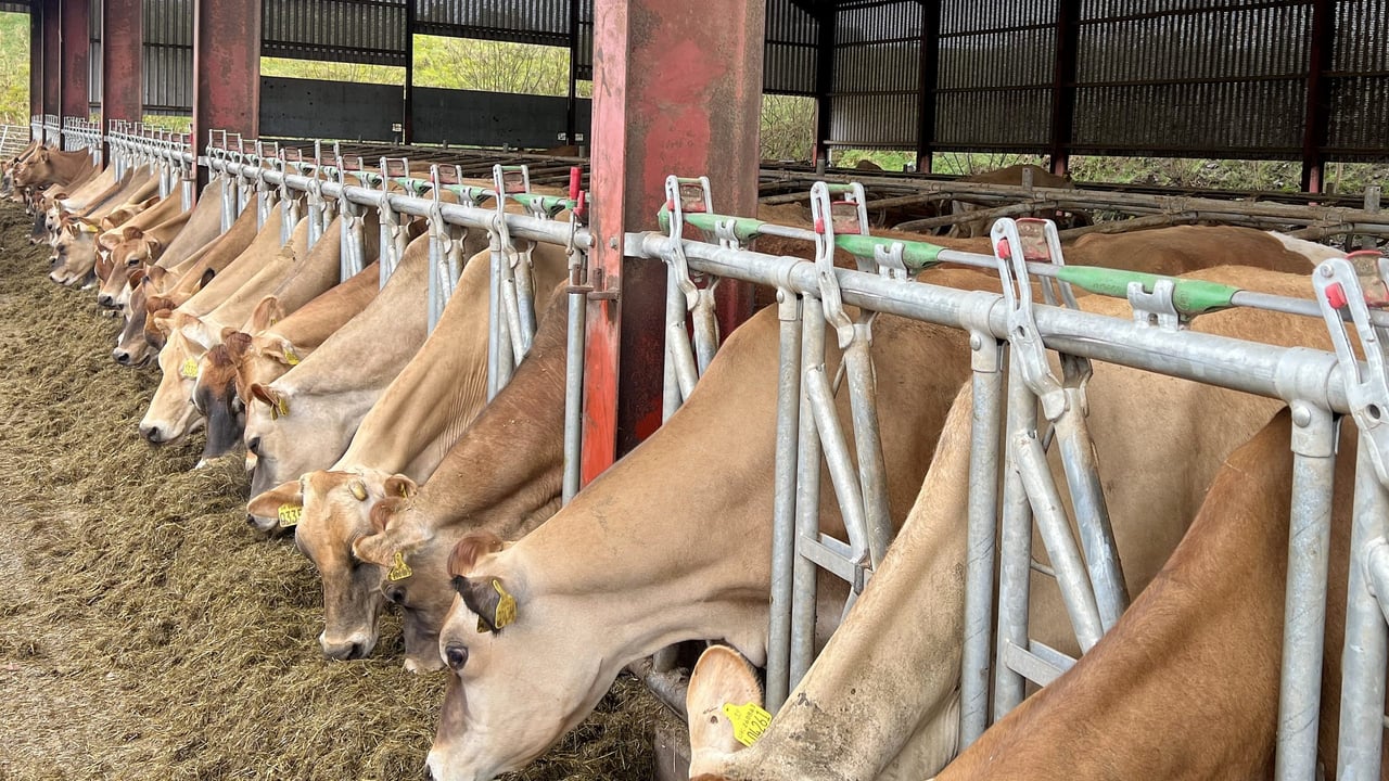 The Applegarth Jersey herd was formally started in 2021 when the first heifer calved