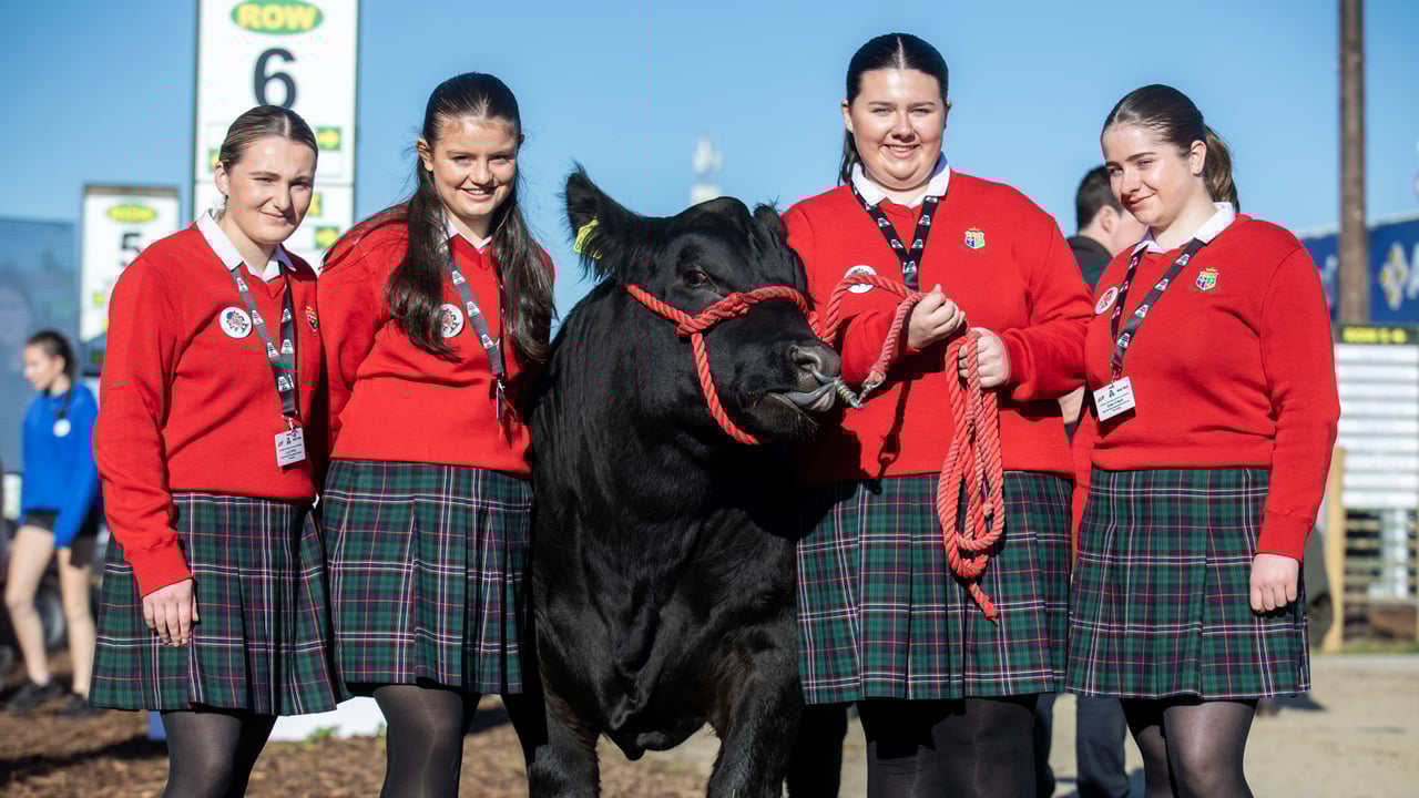 Certified Irish Angus finalists presented with calves at Ploughing 2024