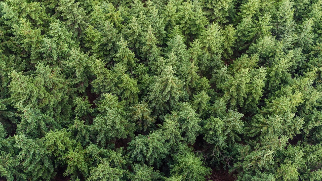 Foresters informed of further findings of non-European bark beetle