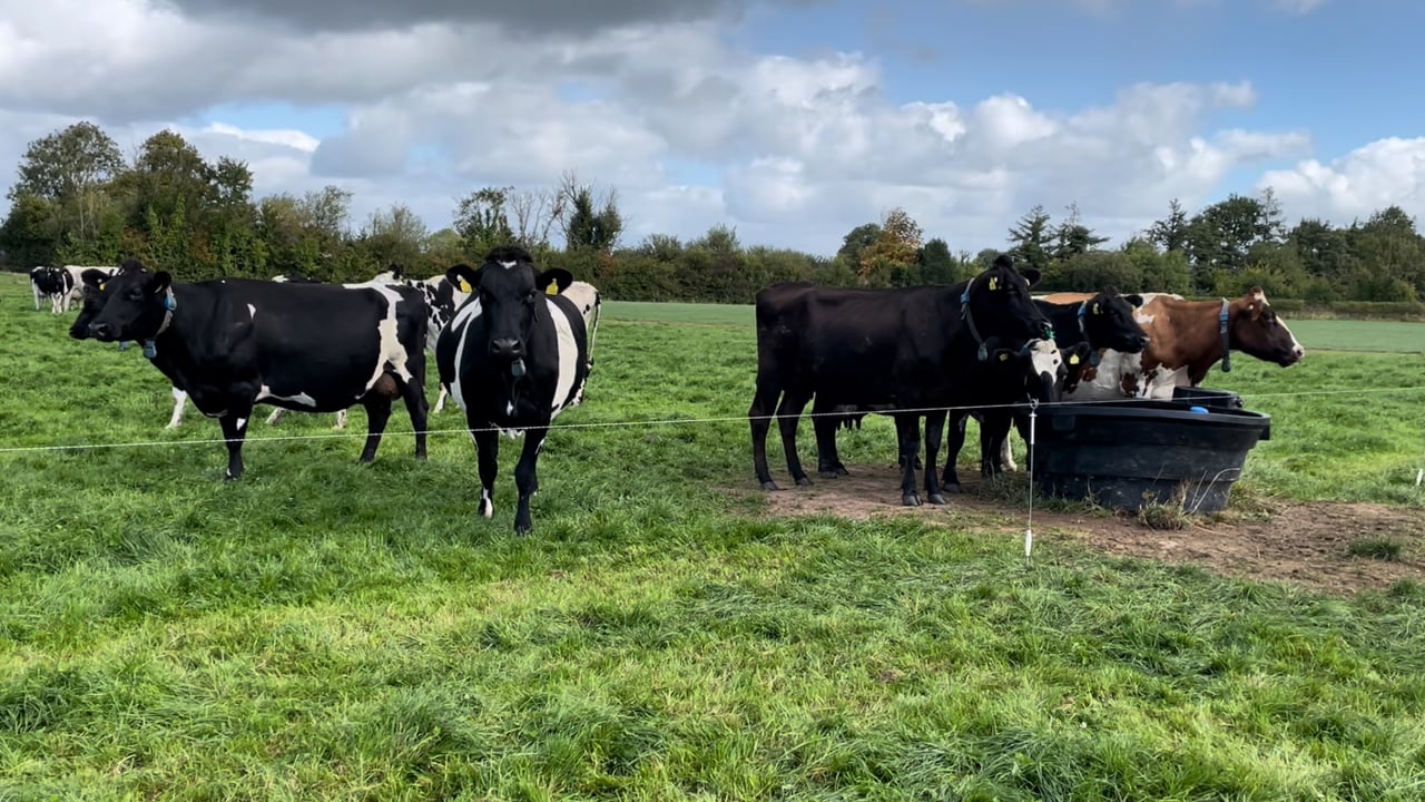 Cows on the Macnamara farm in Co. Limerick