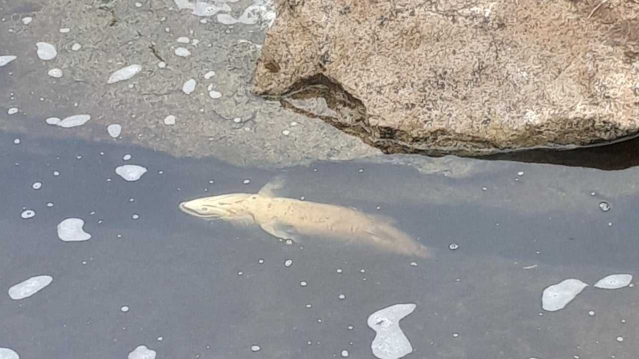 'No specific factors' caused salmon deaths in Sligo river - IFI