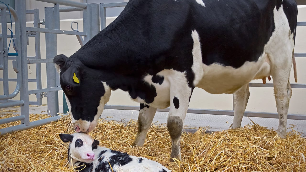 Maximising winter milk performance in autumn calving cows