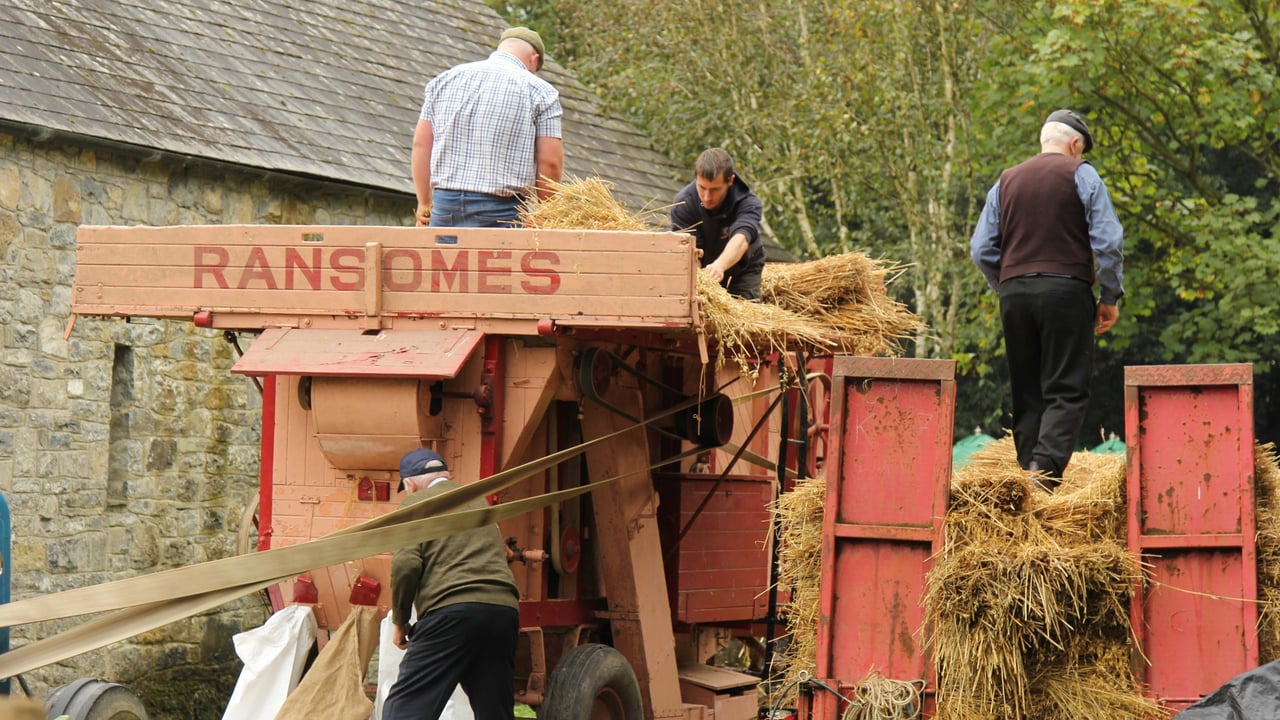 A scene from the 2023 Traditional Harvest Day at Bunratty Castle and Folk Park. Image source: Bunratty Castle.