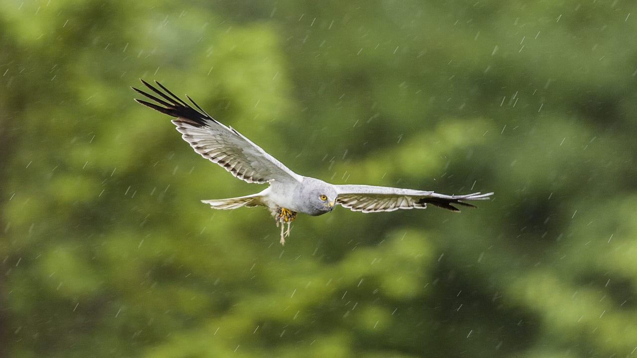 Hen harrier male. Source: Mike Brown/BirdWatch Ireland