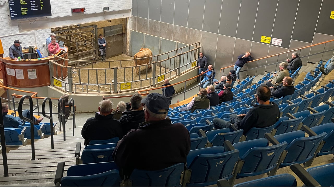 Kilkenny Mart
