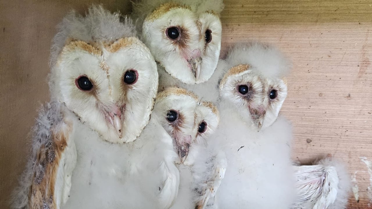 Barn owl chicks in nest box. Photo taken under licence by Alan McCarthy