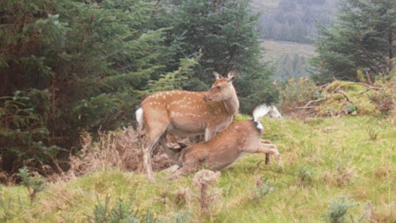 Sika female and juvenile. Source: ReWild Wicklow
