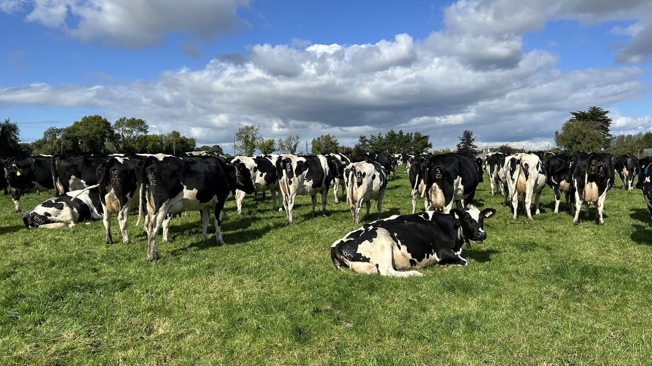 Joe Healy's Copperbeech  Herd