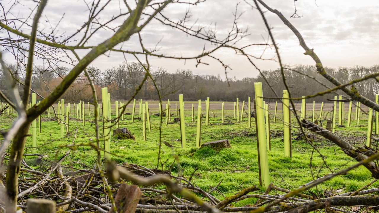 DAFM issues 57 afforestation licences in January