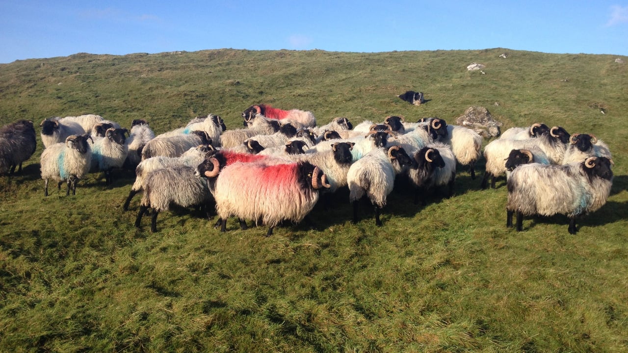Largest two-day single sheep breed sale set for Connemara