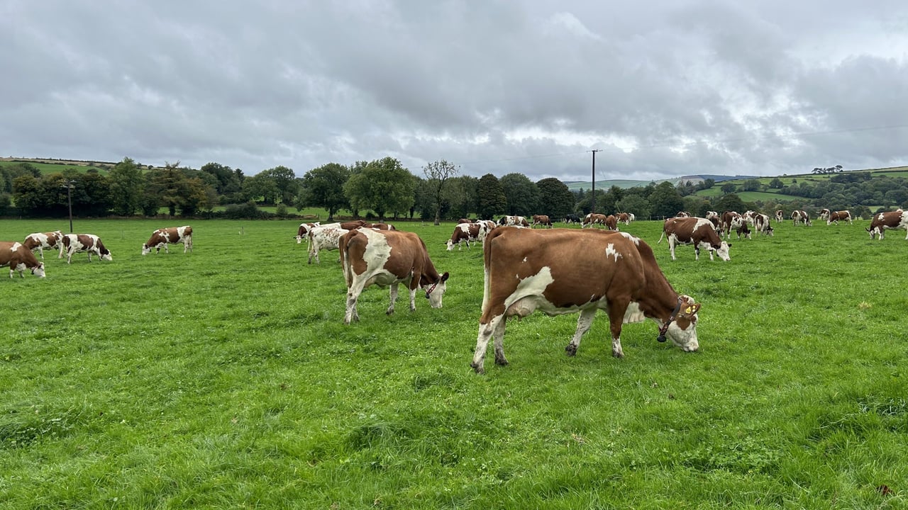 Watch: Montbeliarde cows earning their keep milking on two robots