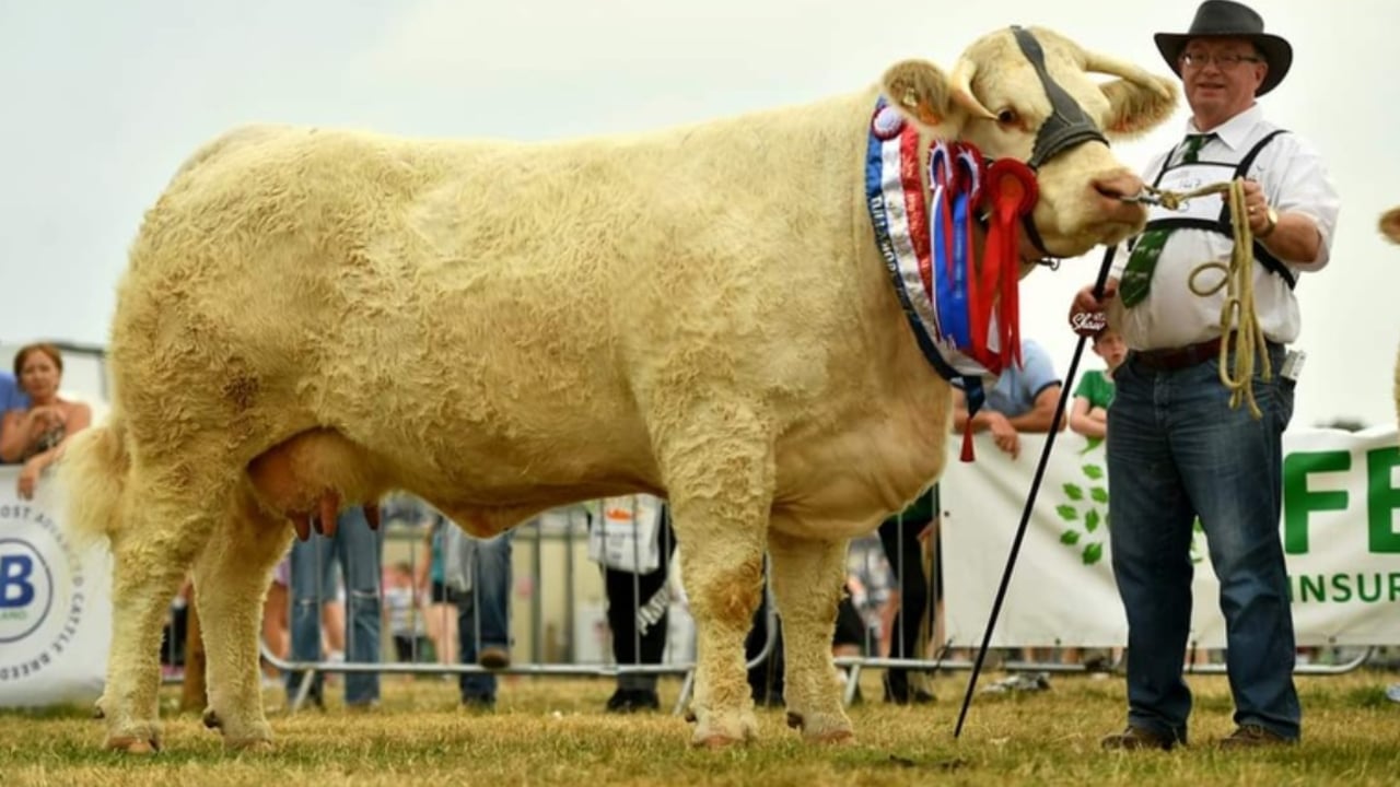 Goldstar Charolais production sale set for this weekend