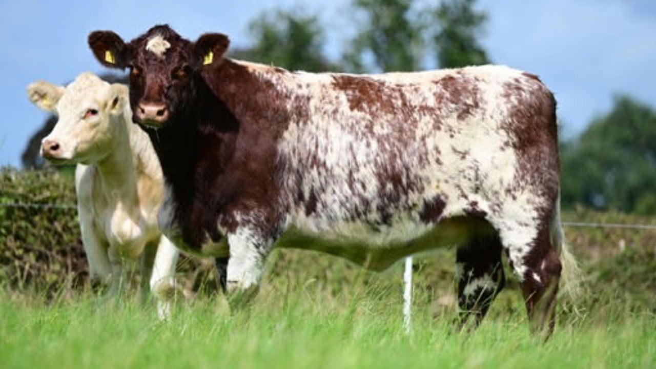 Top price of £13,300 at Cherryvalley timed auction