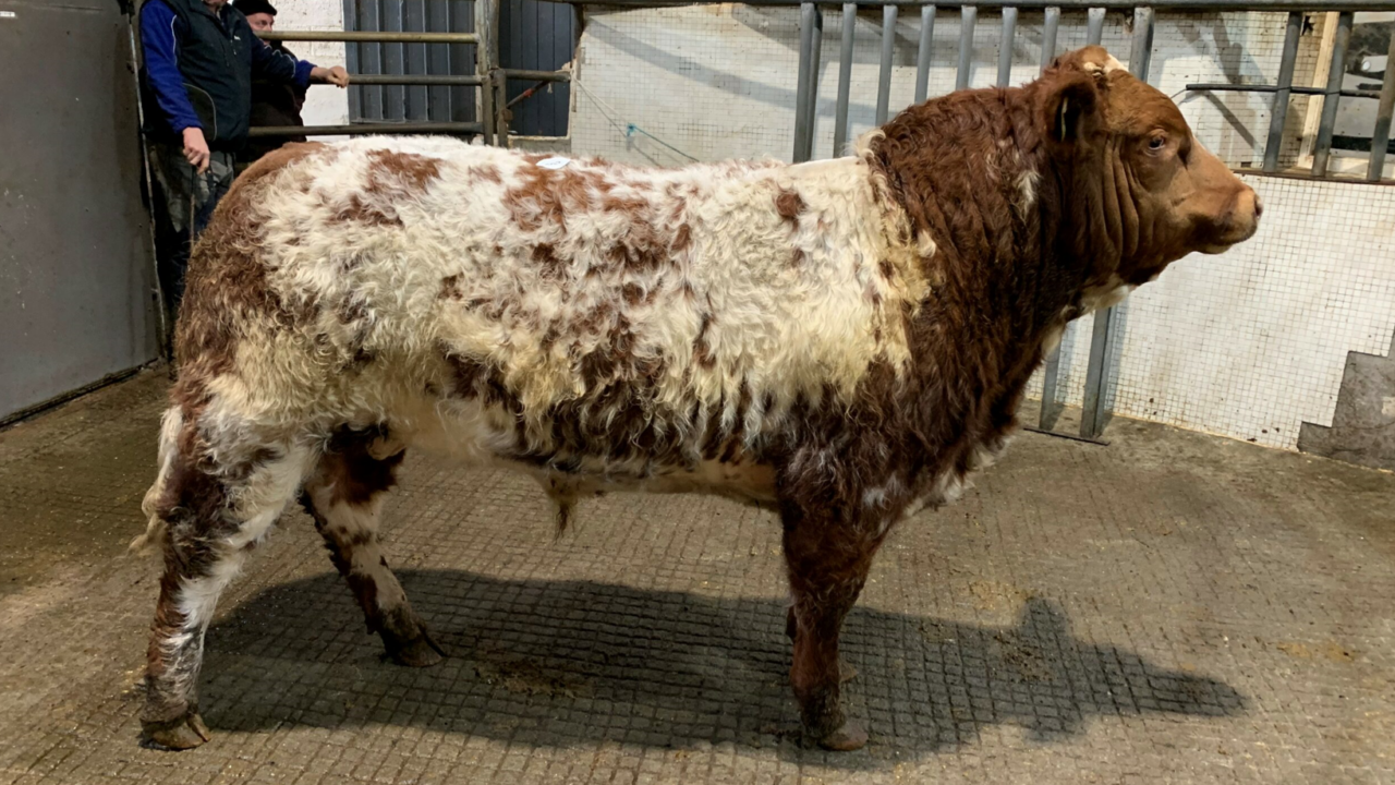 Mart report: 'Export-driven trade' for weanlings at Balla