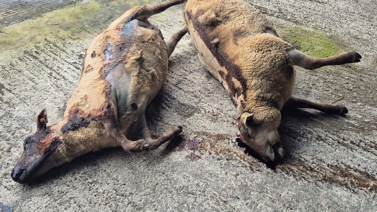 'I know my stock were tormented' - Wexford farmer