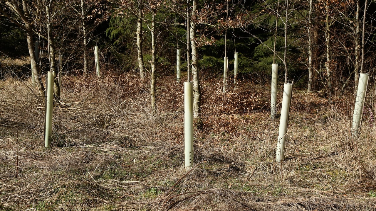 Coillte: Contractors 'subjected to threats and intimidation' in Co. Mayo