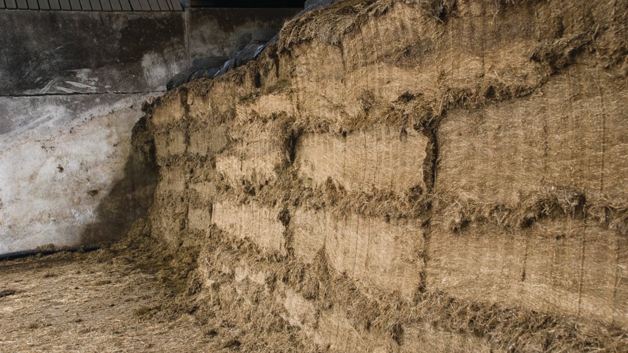 Mycotoxins in grass silage to be investigated by Agrisearch