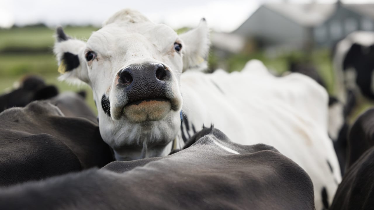 Anaerobic digestate improves soil health and makes farming more sustainable