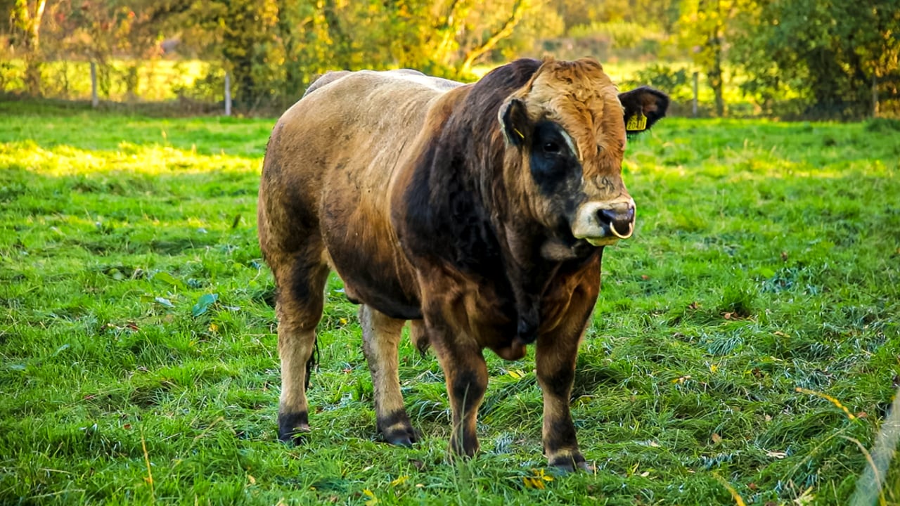 Aubrac society open day set for Laois dairy and suckler farm