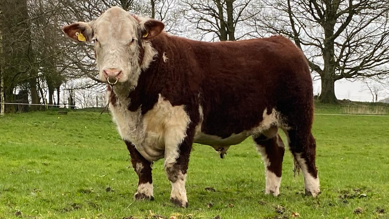 Hereford society autumn premier bull sale this Saturday
