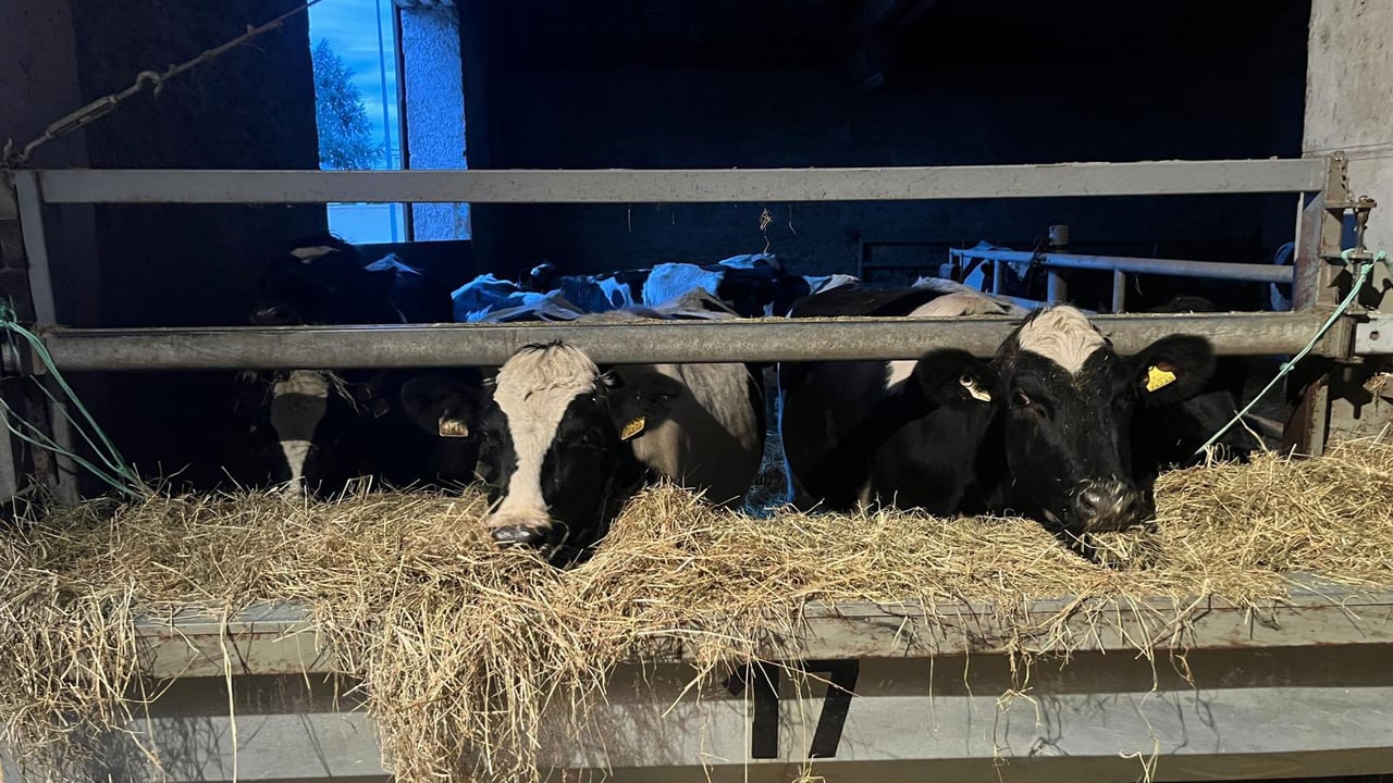 Bóthar ships 30 in-calf heifers to Kosovo to assist family farms