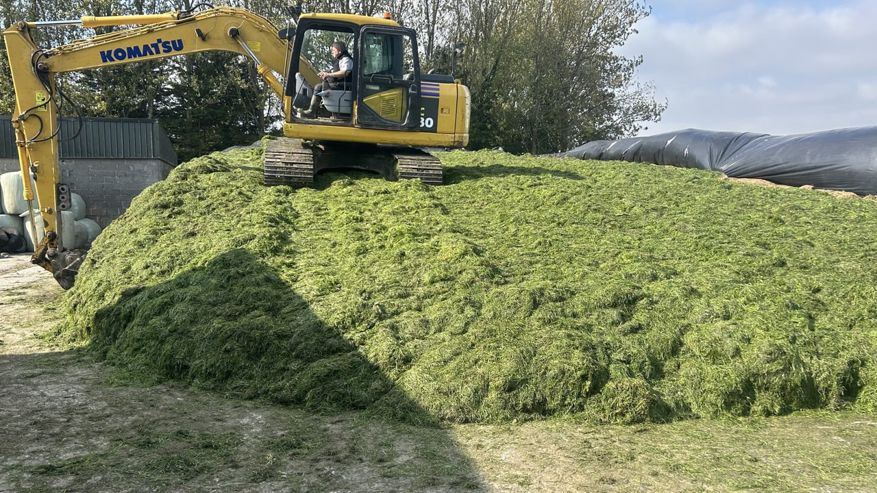 Time to test your silage for your winter milking herd