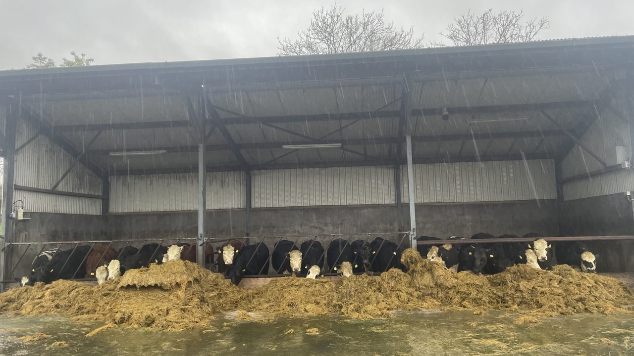 Factory quotes: Cattle prices get yet another lift this week