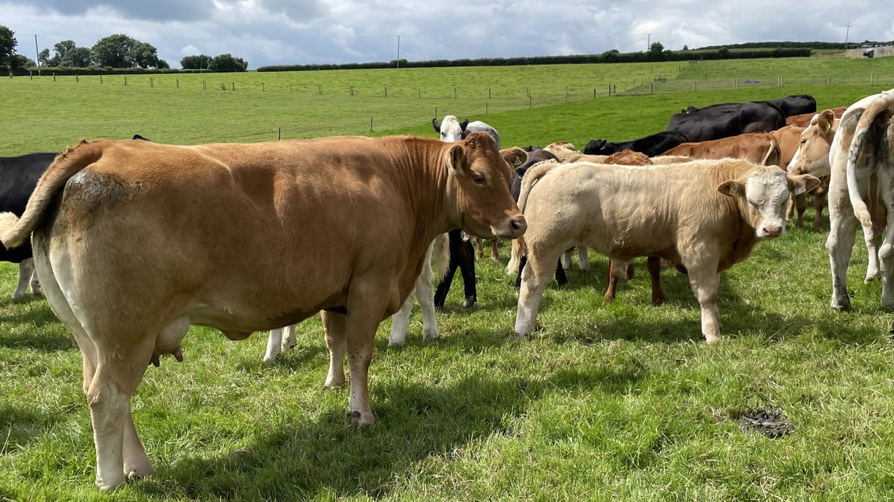 Reducing stress on suckler-bred stock when weaning
