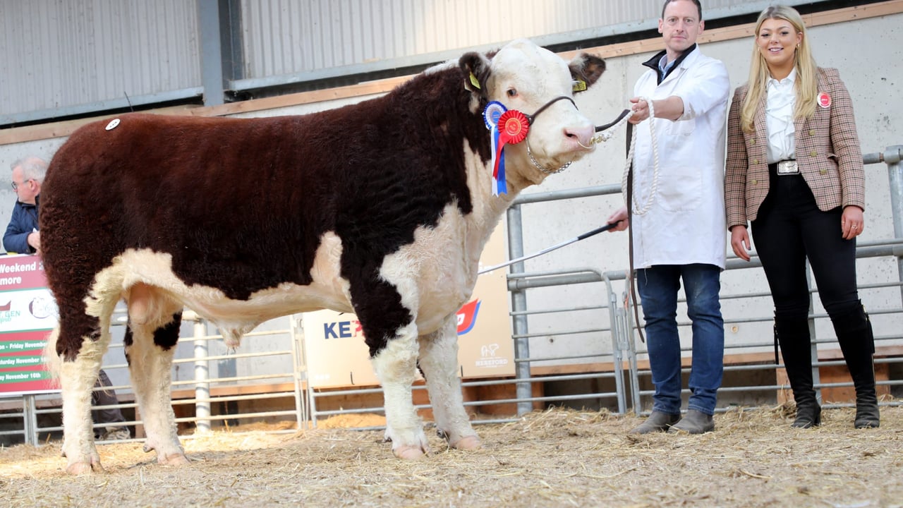 Lot 9 Reserve Champion sold for €6,000 for T and A Fitzgerald. Pictured with Judge Maddie Clark