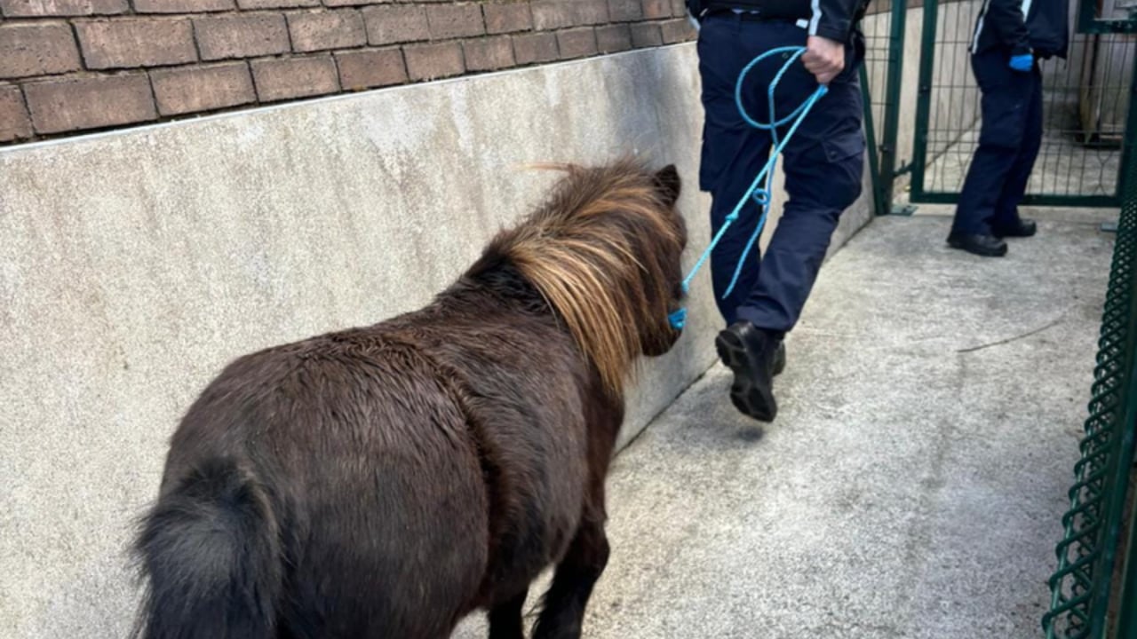 Source: An Garda Síochána Limerick Facebook
