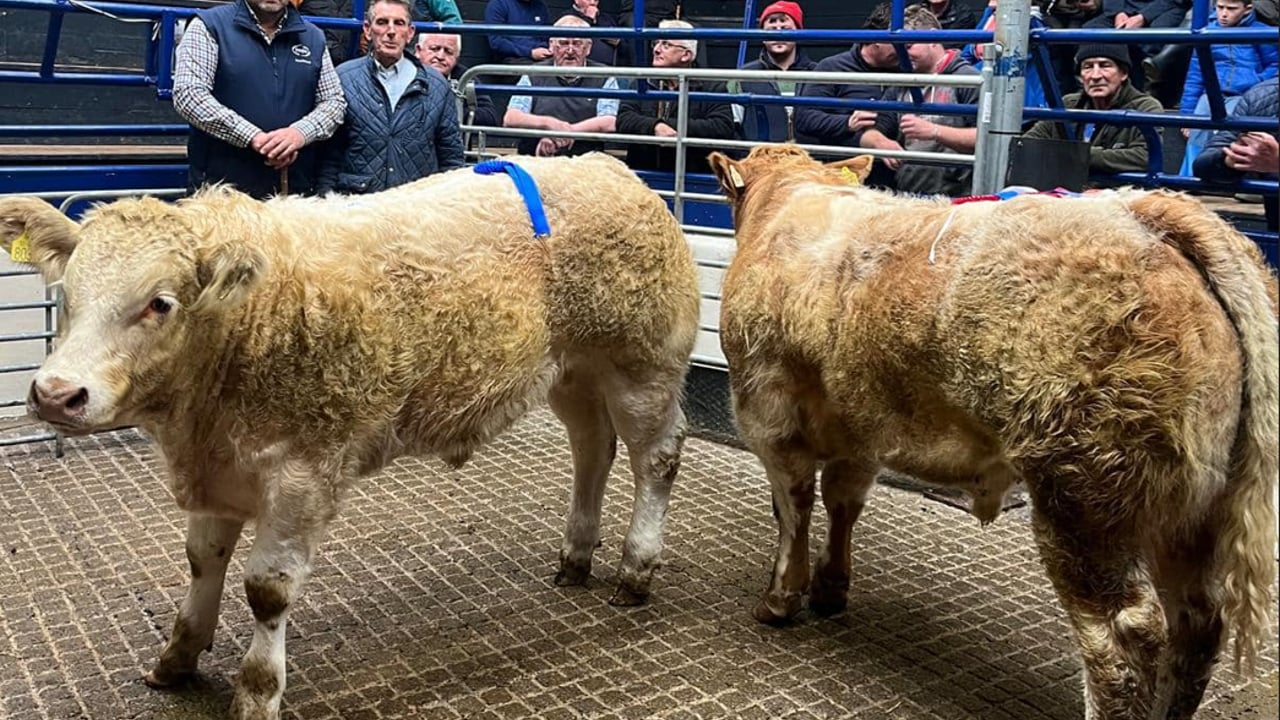 Champion bull (right) owned by Andy Lohan sold for €2,300. Source: Carrigallen Mart