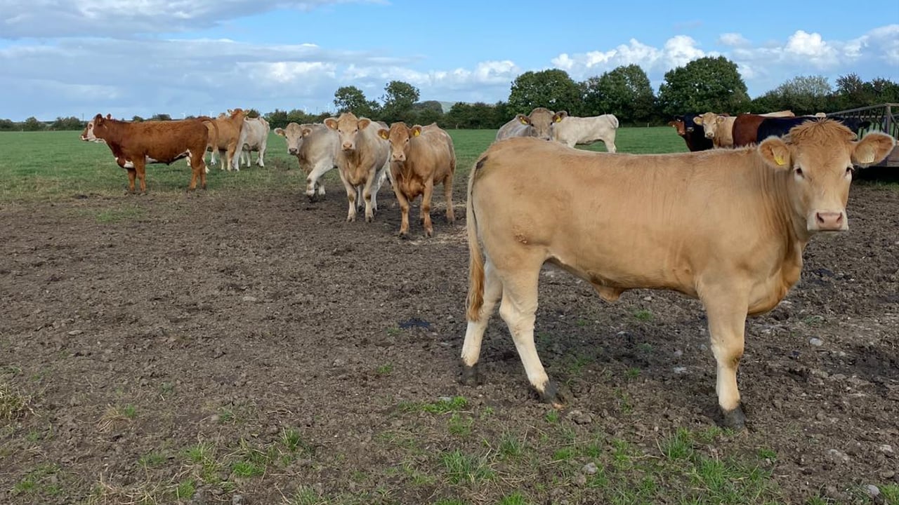 ABP Monitor Farm: Update from Tipp suckler beef farm
