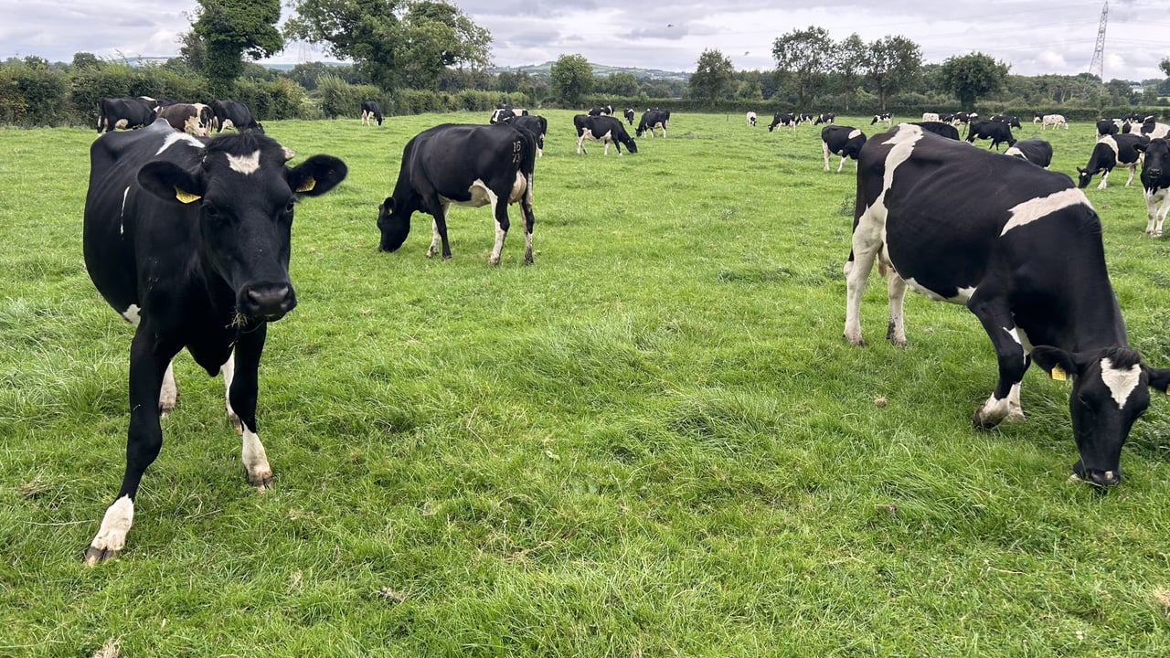 Excellent grazing conditions as St. Patrick's Day approaches