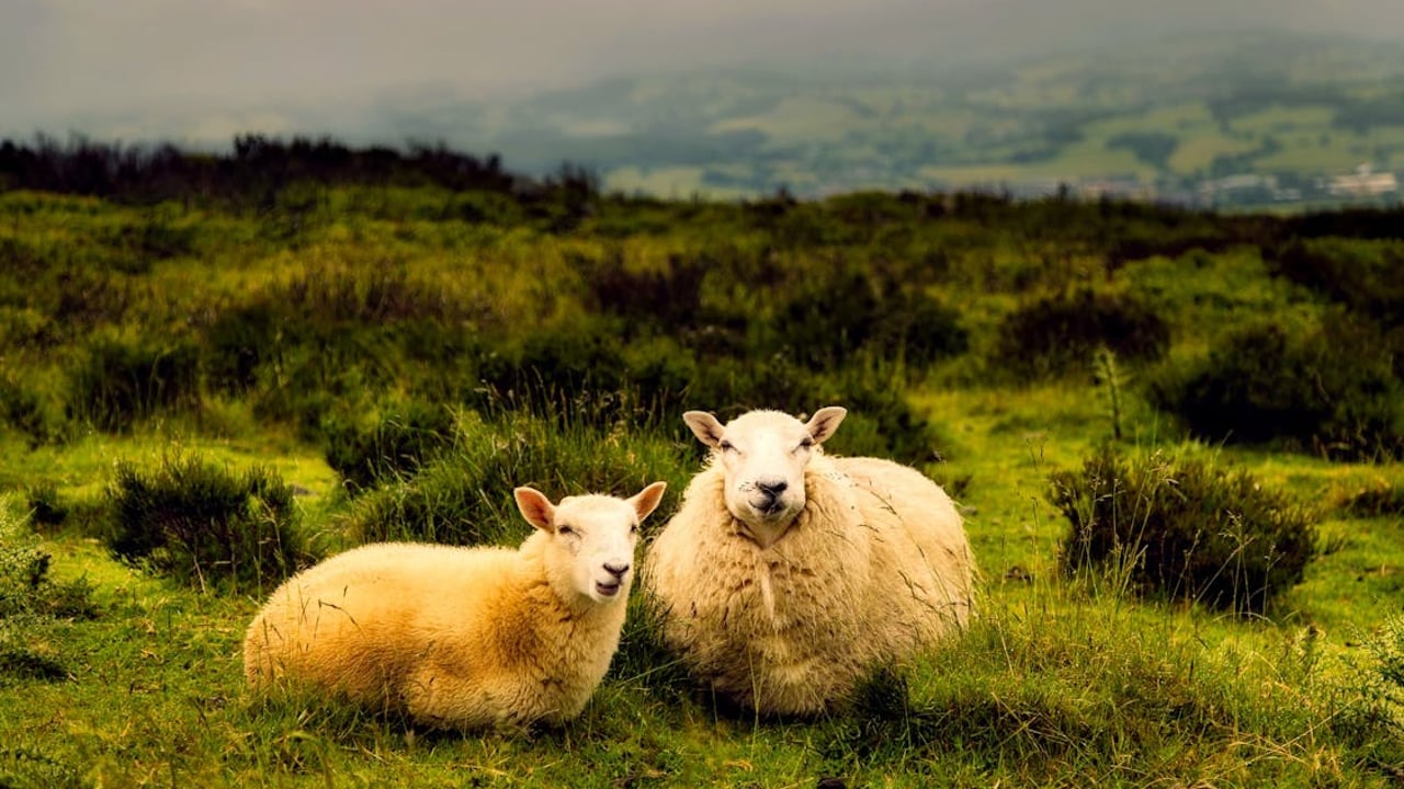 McConalogue: Irish livestock 'at risk' from bluetongue