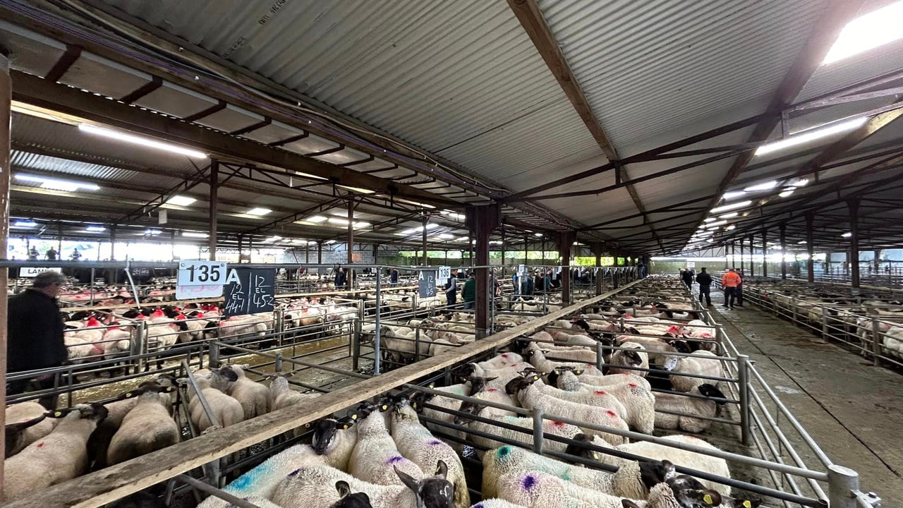 Sheep sale at Tuam Mart