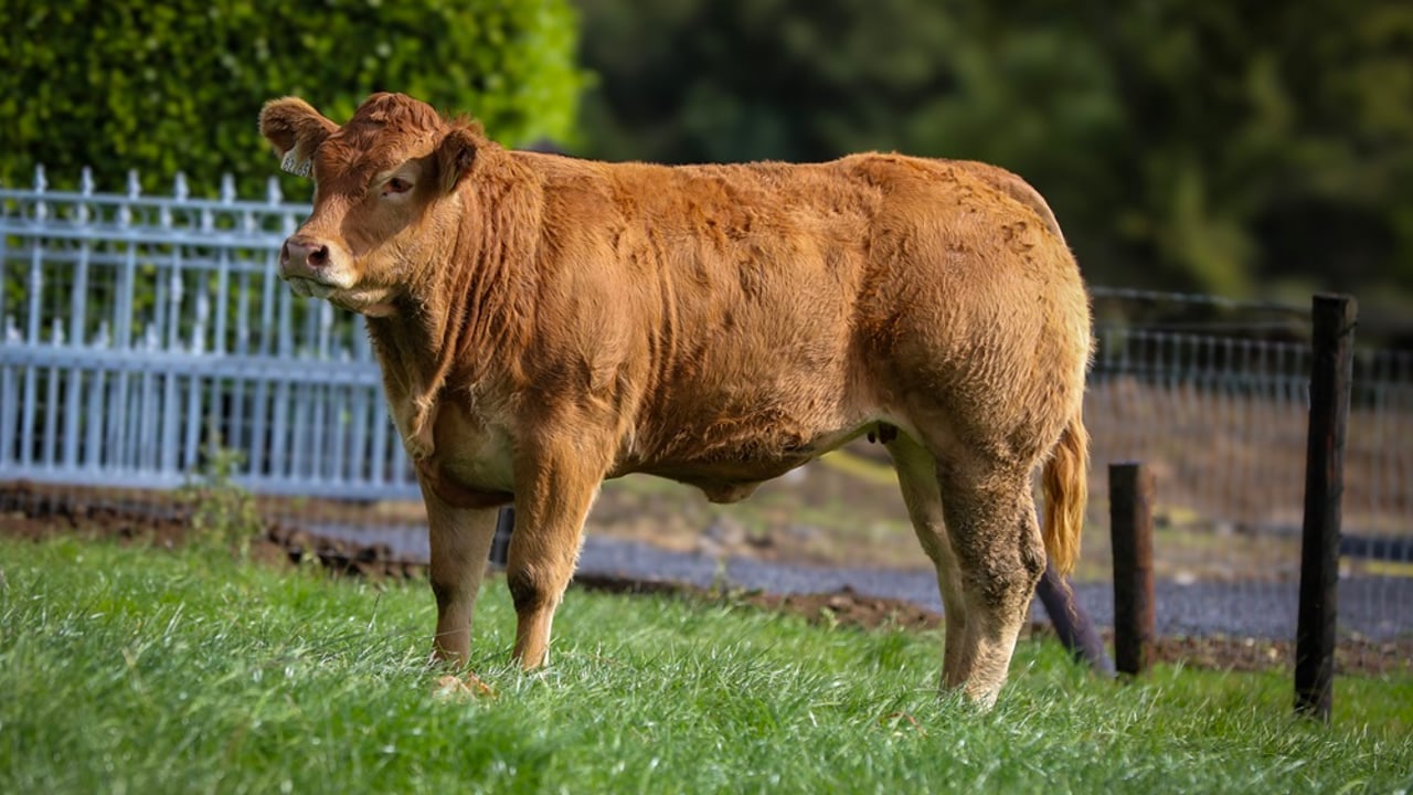 Lot 210 Drummin Uptowngirl sold for the top price of €12,000. Source: Irish Limousin Cattle Society
