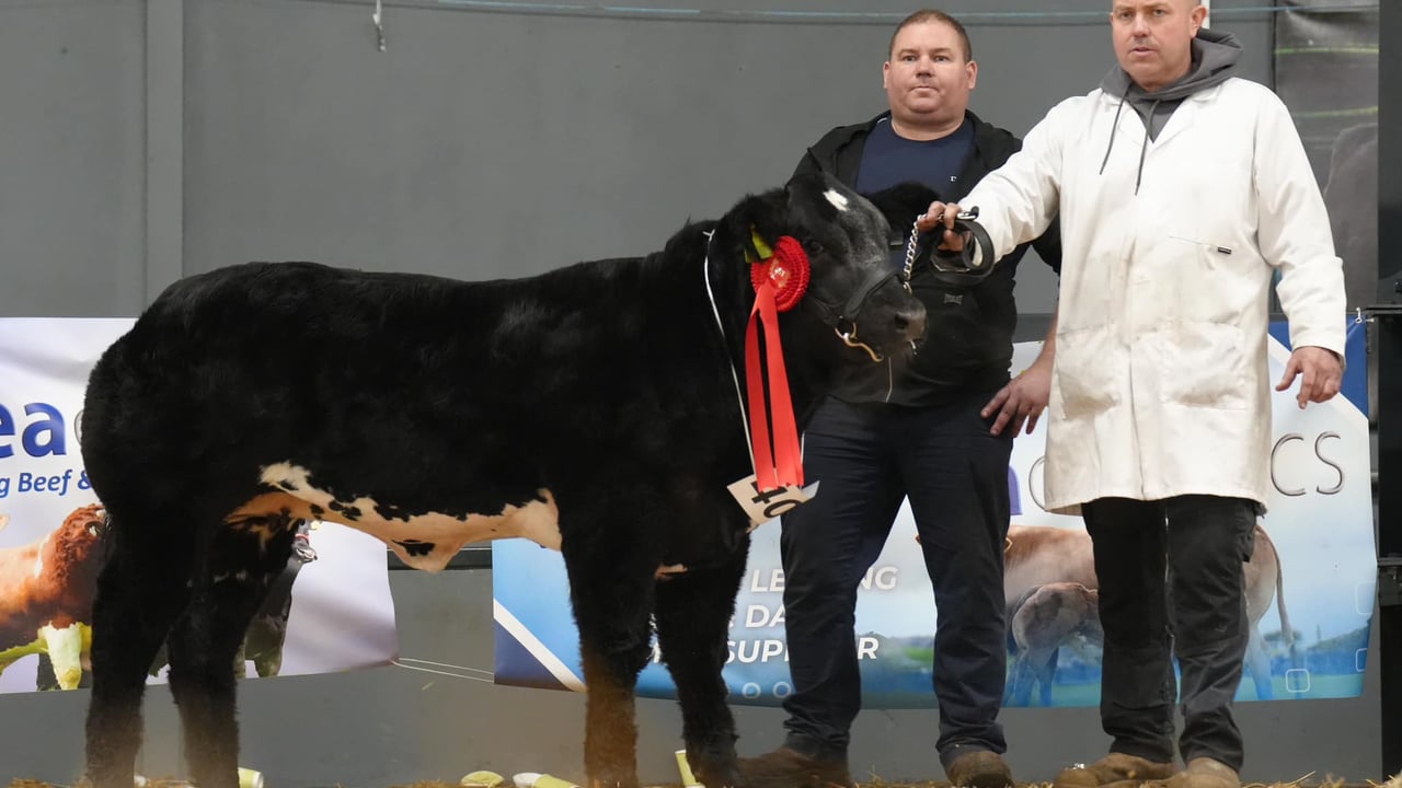The Dovea Genetics Sired €2,000 Calf Bonanza was won by a Millbrook Dartangan (MBP) sired heifer owned by Derrick Forde from Co. Galway. Source: Dovea Genetics