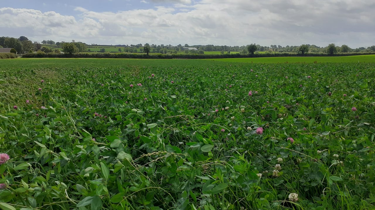 Red clover sward pre third cut in early August 2024. Source: CAFRE