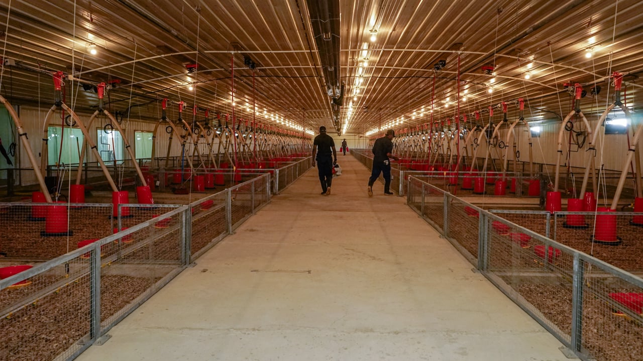 Devenish and CB Group poultry research facility in Jamaica 