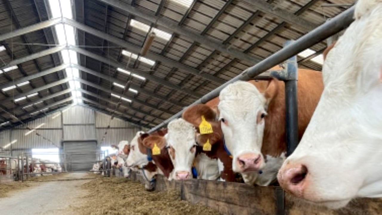 Czech co-op plans to merge its two farms to save 15% in costs
