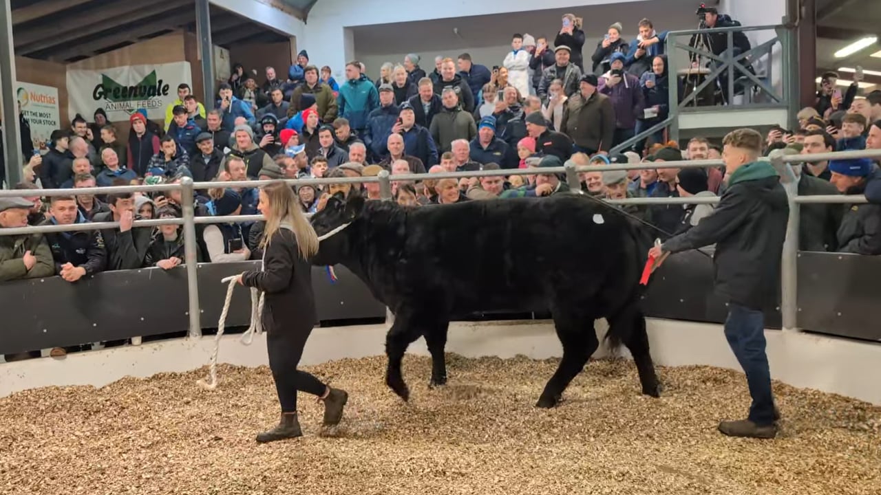 This BB7332 sired heifer owned by Liam and Katie Dolan from Co. Donegal came first in the Belgian Blue class before selling for €18,000. Source: Swarber Photography Photos