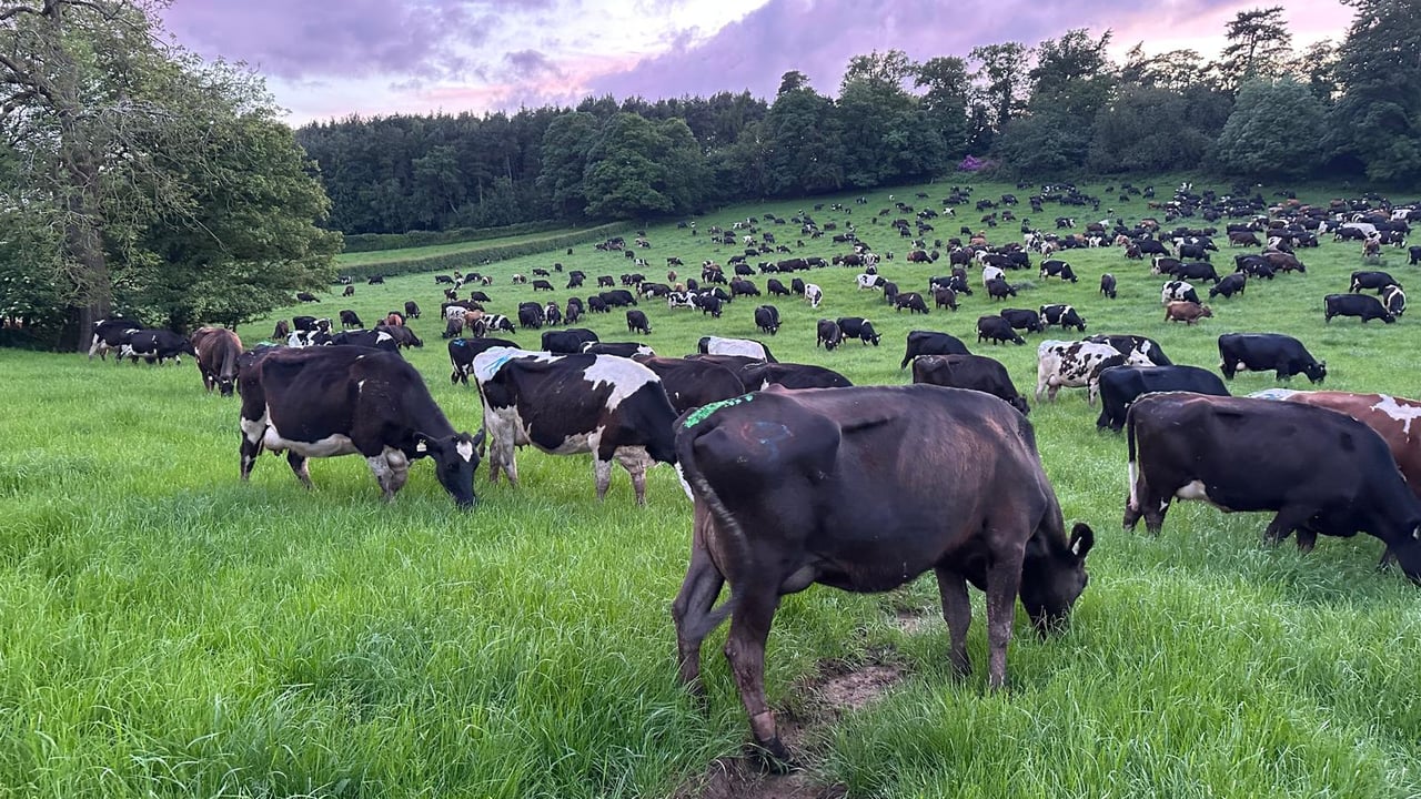 Dairy Focus: Cork man manages 1,500-cow farm in England