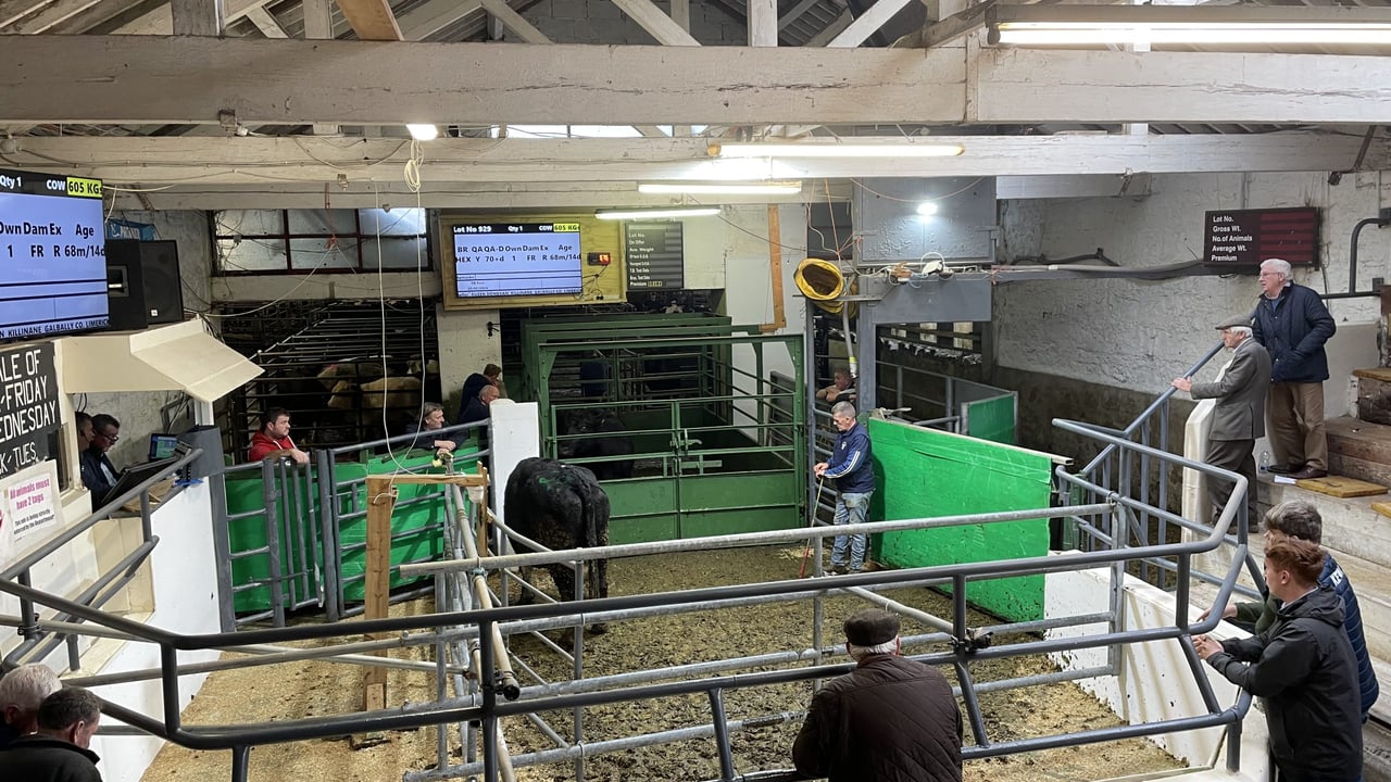 Trade for lighter cattle strengthens in Tipperary town
