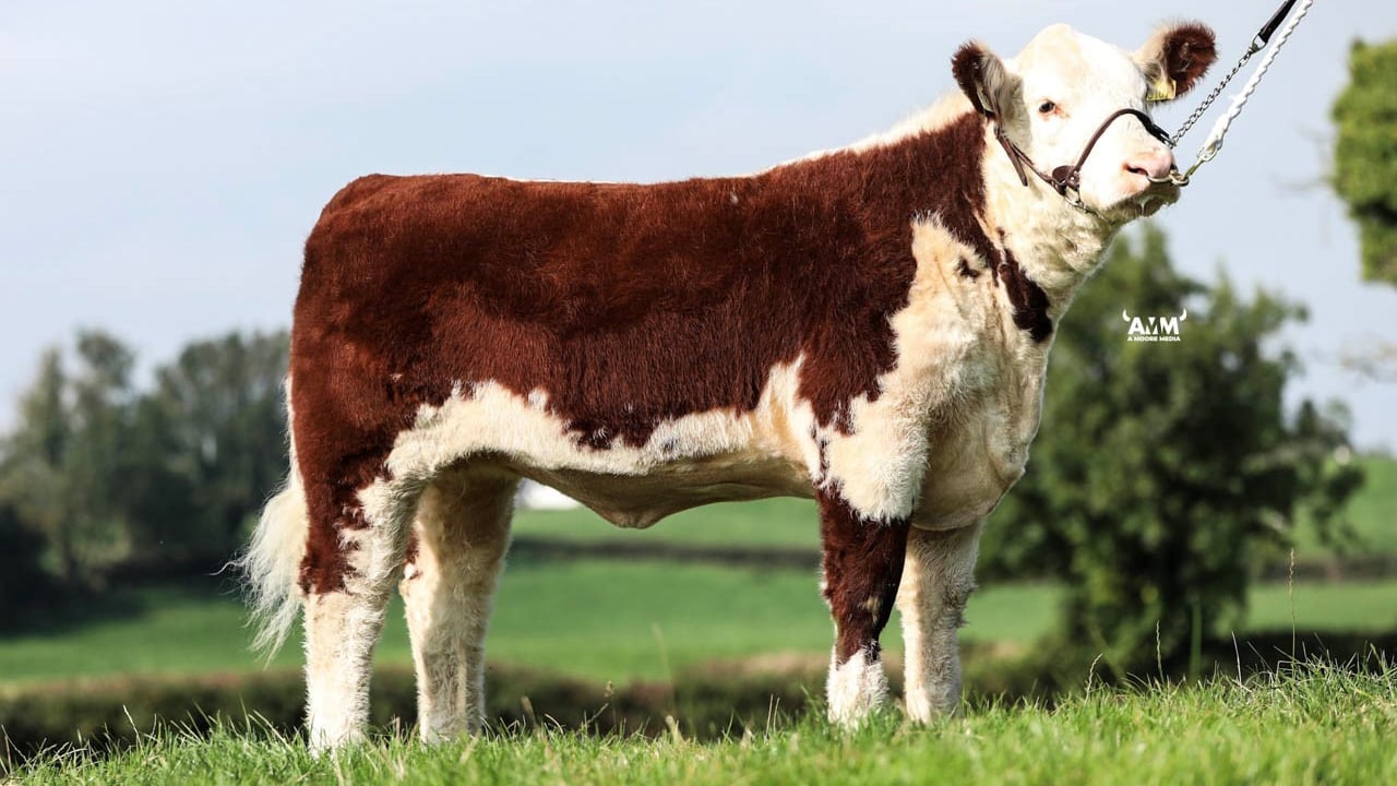 Hereford Heifers hit €5,200 at Genetic Gems sale