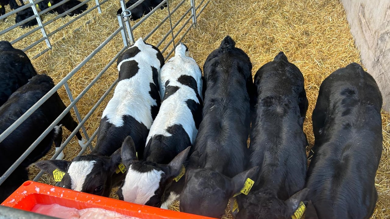 Significant weight gain seen in calves using transition milk