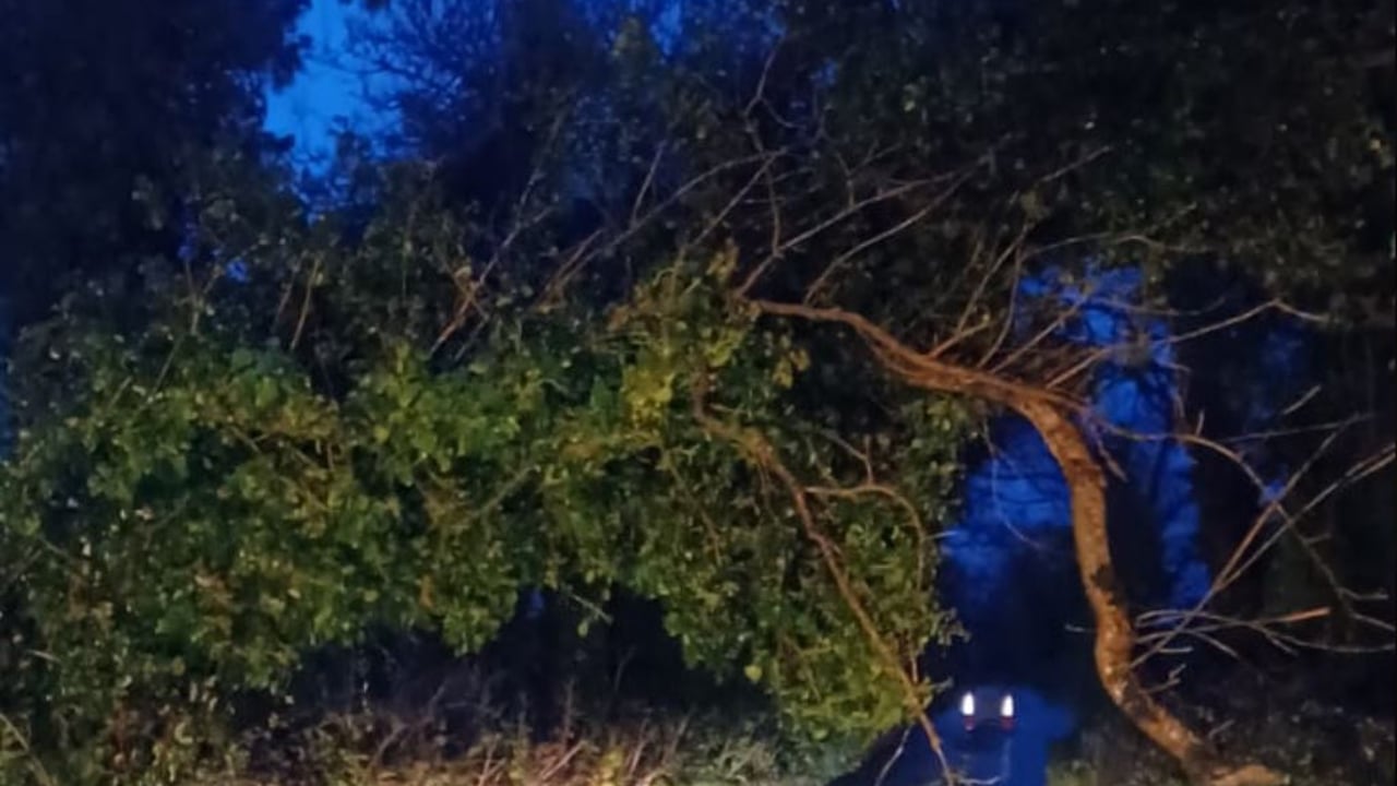 Tree down on the Dunowla Road near Templeboy during Storm Bert. Source: Sligo County Council, X