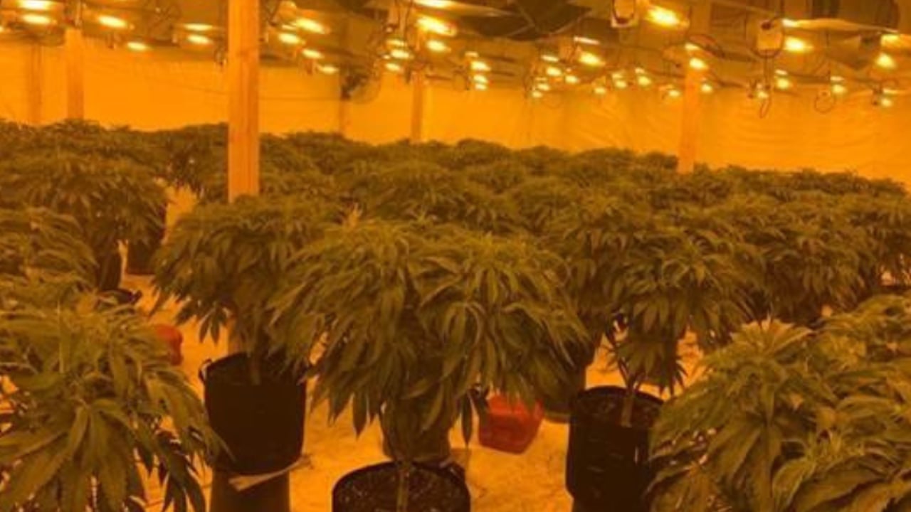 Man sentenced following cannabis farm discovery in rural Co. Down